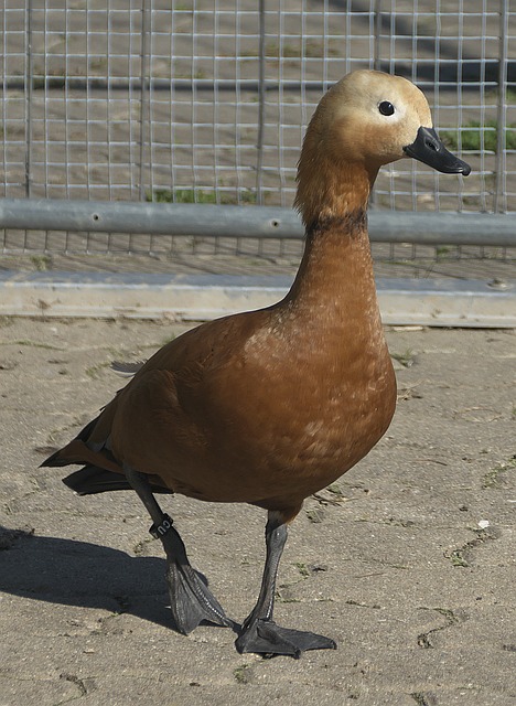 土耳其里拉